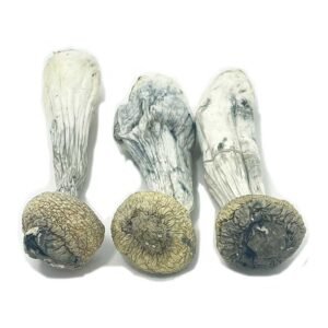 Buy Albino Penis Envy Mushroom Online