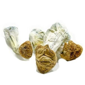 Vietnamese Magic Mushroom