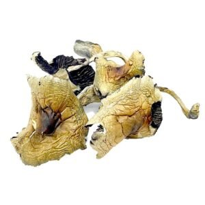 Buy Brazilian Magic Mushroom Online