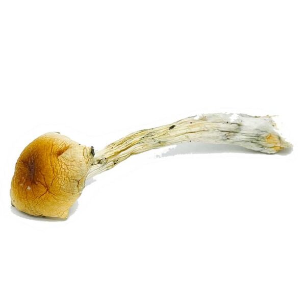 Super Thai Mushroom - Image 2