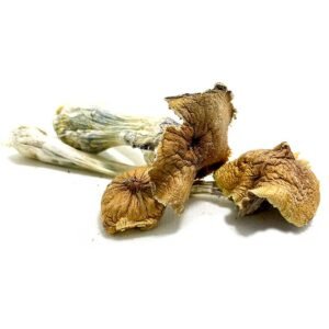 Buy Ecuadorian Mushrooms Online