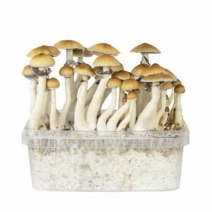 EZ-GROW KIT B+