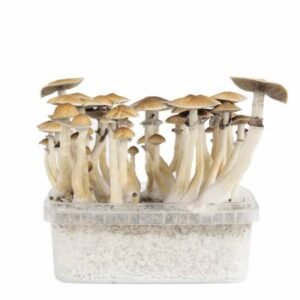 Where To Buy Mushroom Grow Kits Online Discreetly In New York