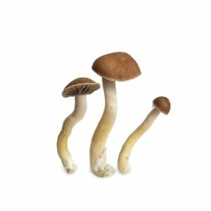 EZ-GROW KIT PUERTO RICAN