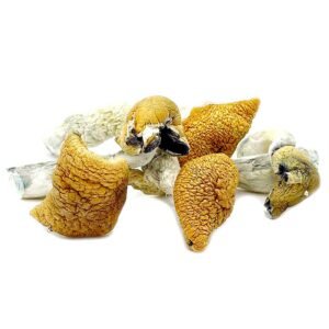 Buy Golden Teacher Mushrooms Online