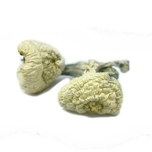 Buy White Jedi Mind Fuck mushroom Online