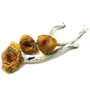 Buy Hillbilly Magic Mushrooms Online