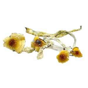 Buy Huatla Magic Mushrooms Online