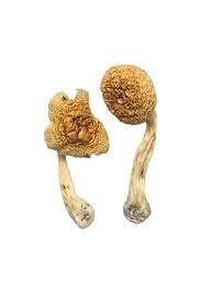 Mexican Cubensis