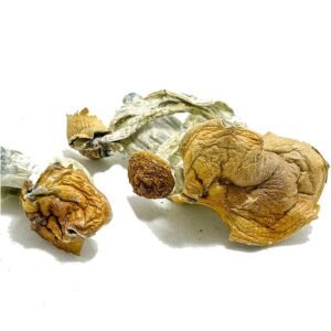 Buy Malabar Coast Mushroom Online