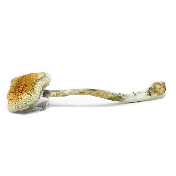 Mckennaii Magic Mushrooms - Image 2