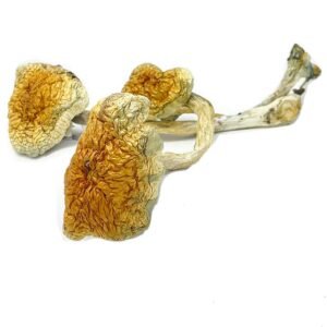 Mckennaii Magic Mushrooms For Sale