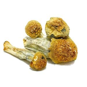 Buy African Pyramid Mushroom Online