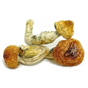 Buy Amazonian Mushroom Online