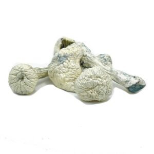 Buy Rusty White Mushrooms Online