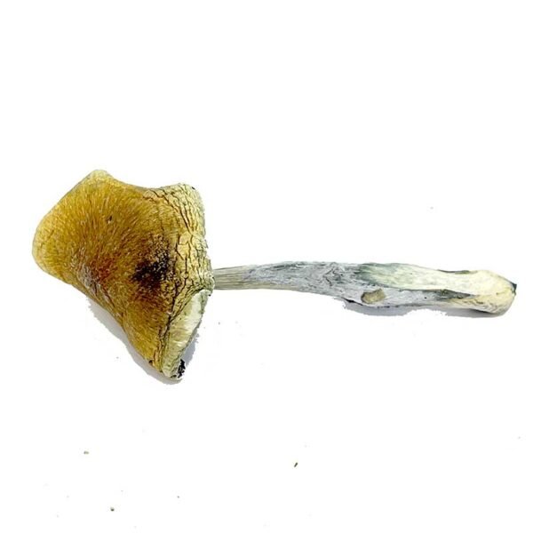 Mexican Cubensis - Image 2