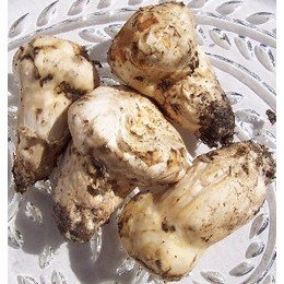 Fresh Matsutake Under 2.5”