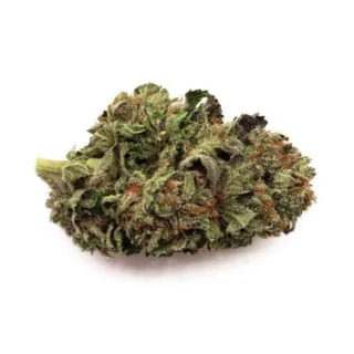 Jealousy Cali Strain 25% THC