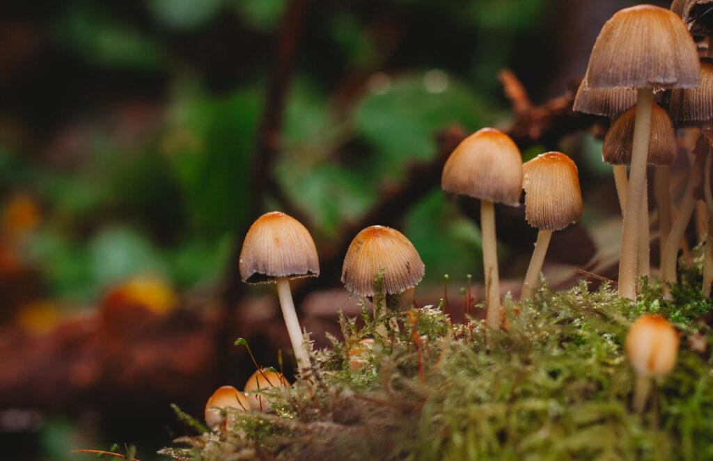 pexels lana kravchenko 25433295 30667698